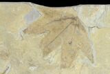 Two Fossil Leaves (Fraxinus And Platanus)- Green River Formation, Utah #118025-2